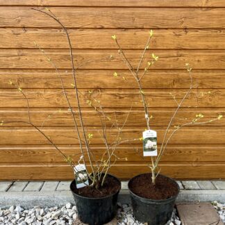 Orgován sieťkovaný (Syringa reticulata) veľkosť 80-130cm