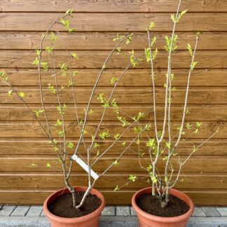 Orgován sieťkovaný (Syringa reticulata ´City of Toronto´) veľkosť 90-120cm