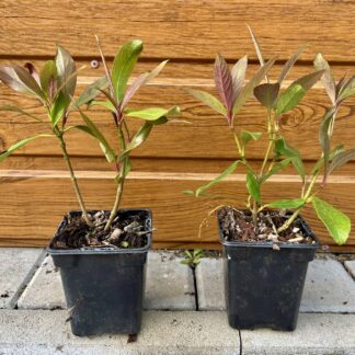 Kalina vonná (Viburnum odoratissimum 'Coppertop'®) veľkosť 20cm+