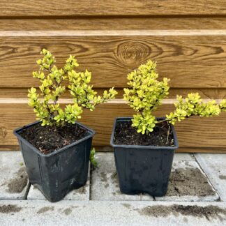 Dráč Thunbergov (Berberis thunbergii ´Goldalita´) veľkosť 10cm+