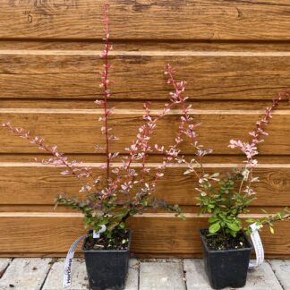 Dráč Thunbergov (Berberis thunbergii ´Harlequin´) veľkosť 20cm+
