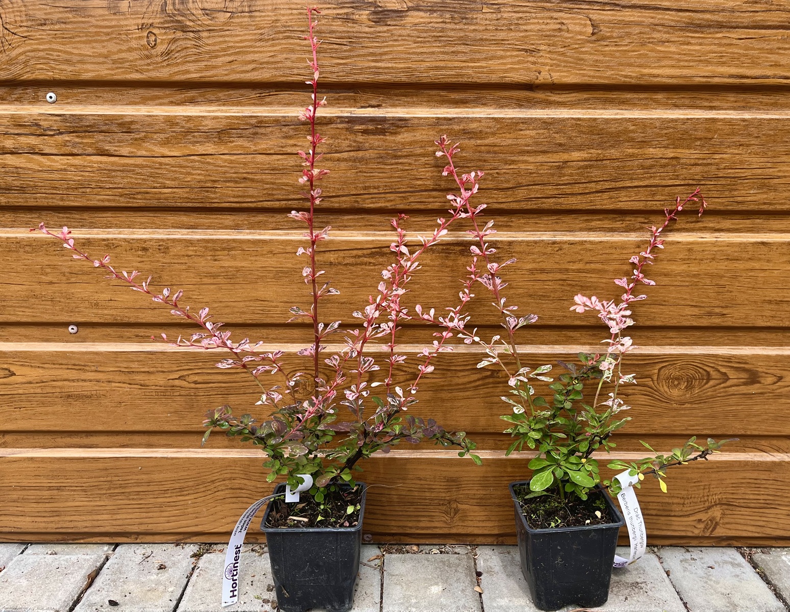 Dráč Thunbergov (Berberis thunbergii ´Harlequin´) veľkosť 20cm+