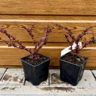 Dráč Thunbergov (Berberis thunbergii ´Harlequin´) veľkosť 15-25cm