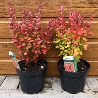 Dráč Thunbergov (Berberis thunbergii ´Orange Ice´) veľkosť 20-30cm