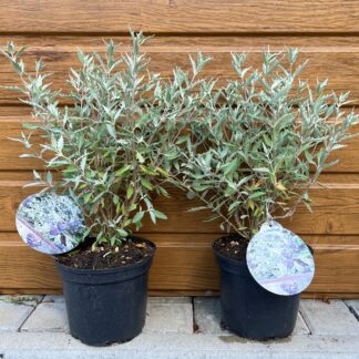 Bradavec (Caryopteris x clandonensis ‘Sterling Silver’) veľkosť 30-50cm