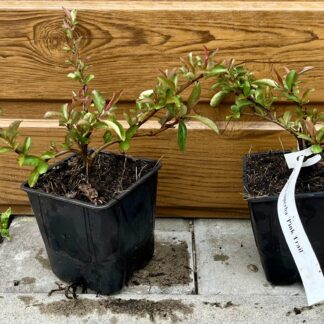 Dulovec (Chaenomeles x superba ´Pink Trail´) veľkosť 10-20cm