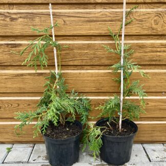 Cypruštek nutkanský (Chamaecyparis nootkatensis ´Jubilee´) veľkosť 40-50cm