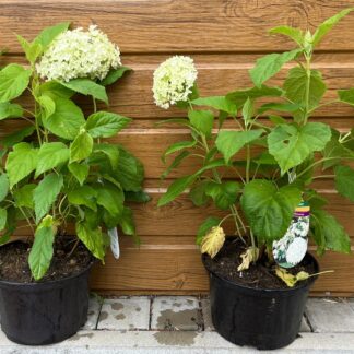 Hortenzia stromčekovitá (Hydrangea arborescens ´Annabelle´) veľkosť 30cm+