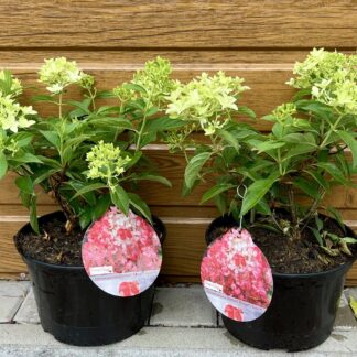 Hortenzia metlinatá (Hydrangea paniculata ´Diamond Rouge´) veľkosť 25cm+