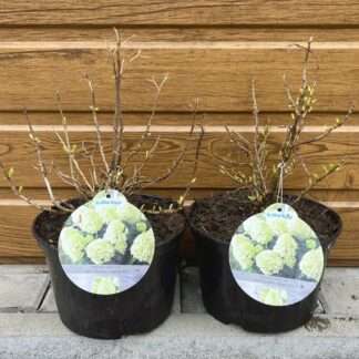 Hortenzia metlinatá (Hydrangea paniculata ´Little Spooky´) veľkosť 20cm+