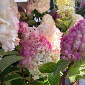 Hortenzia metlinatá (Hydrangea paniculata ´Vanille Fraise´) veľkosť 30cm+