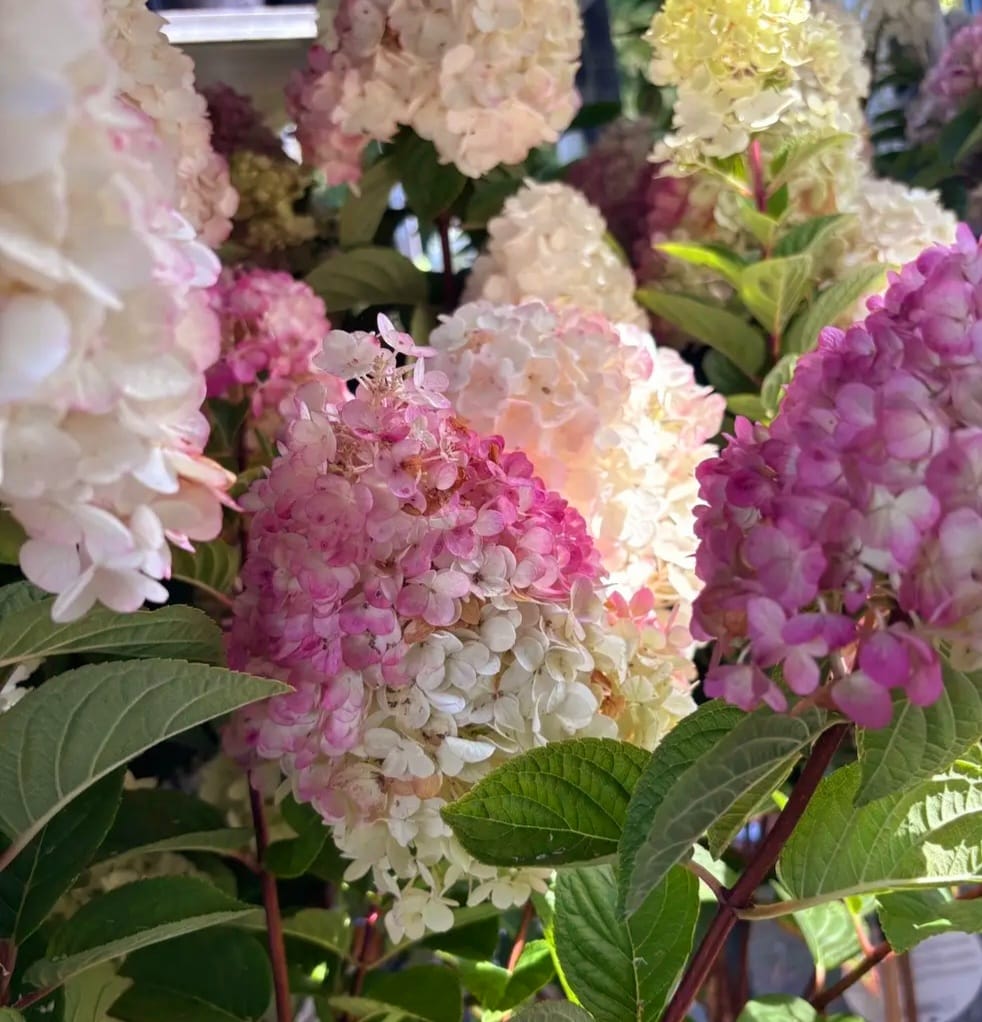 Hortenzia metlinatá (Hydrangea paniculata ´Vanille Fraise´) veľkosť 30cm+