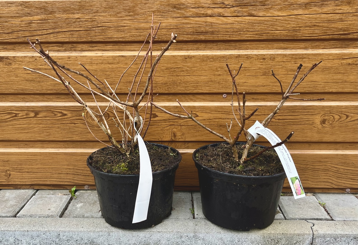 Hortenzia metlinatá (Hydrangea paniculata ´Vanille Fraise´) veľkosť 30cm+ – Obrázok 2