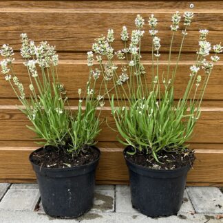 Levanduľa lekárska (Lavandula angustifolia ‘Alba’).