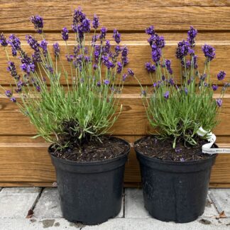 Levanduľa lekárska (Lavandula angustifolia ‘Aromatico Blue Compact’)