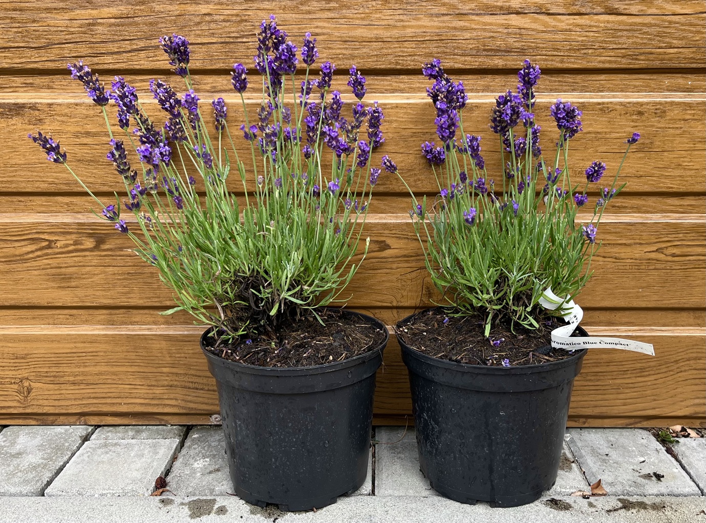Levanduľa lekárska (Lavandula angustifolia ‘Aromatico Blue Compact’)