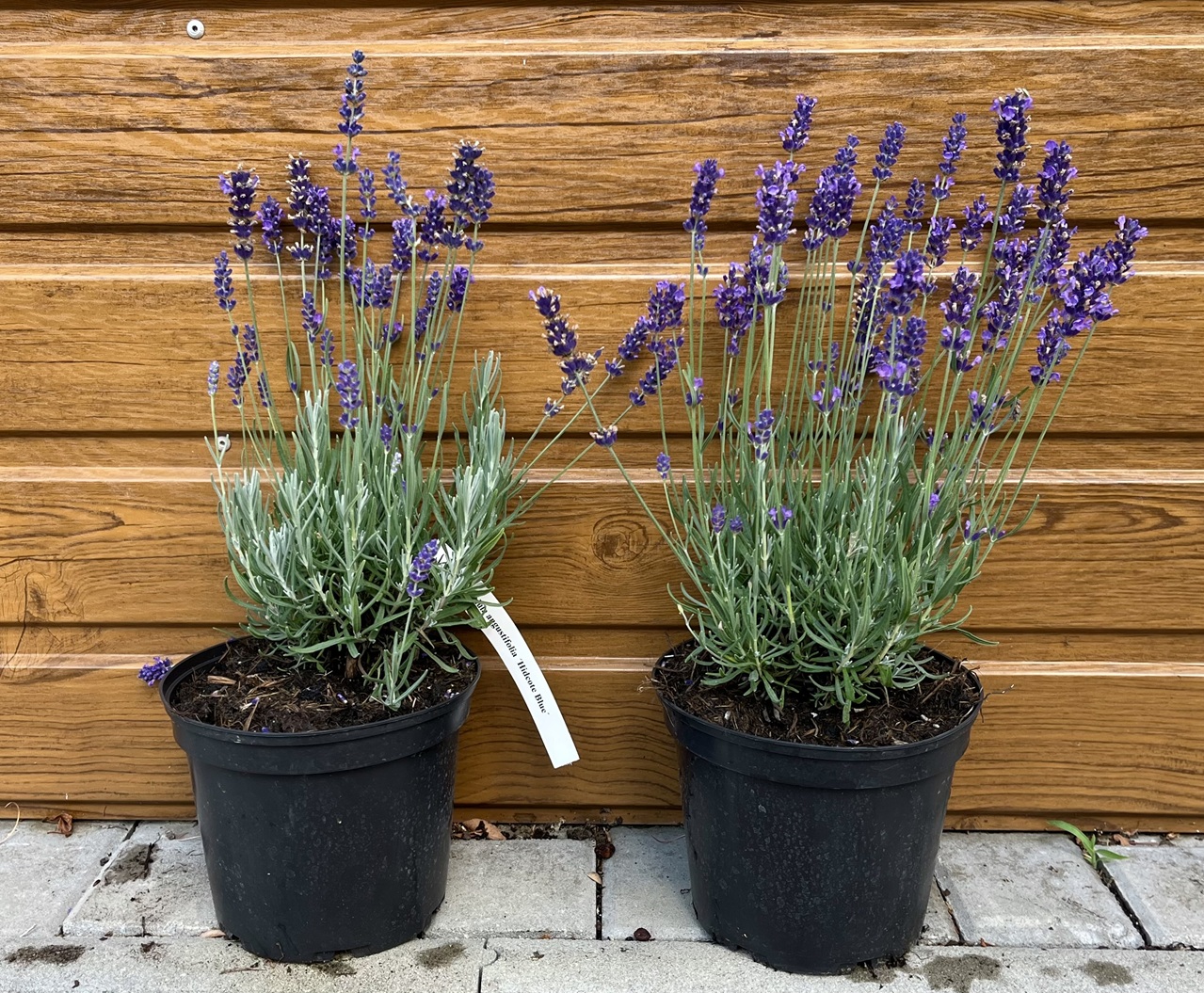 Levanduľa lekárska (Lavandula angustifolia ‘Hidcote Blue’)
