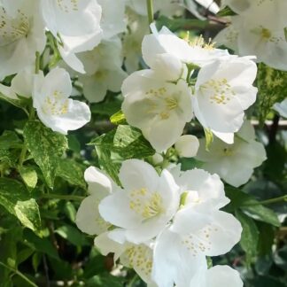 Pajazmín (Philadelphus x lemonei ´Innocence´) veľkosť 40-60cm