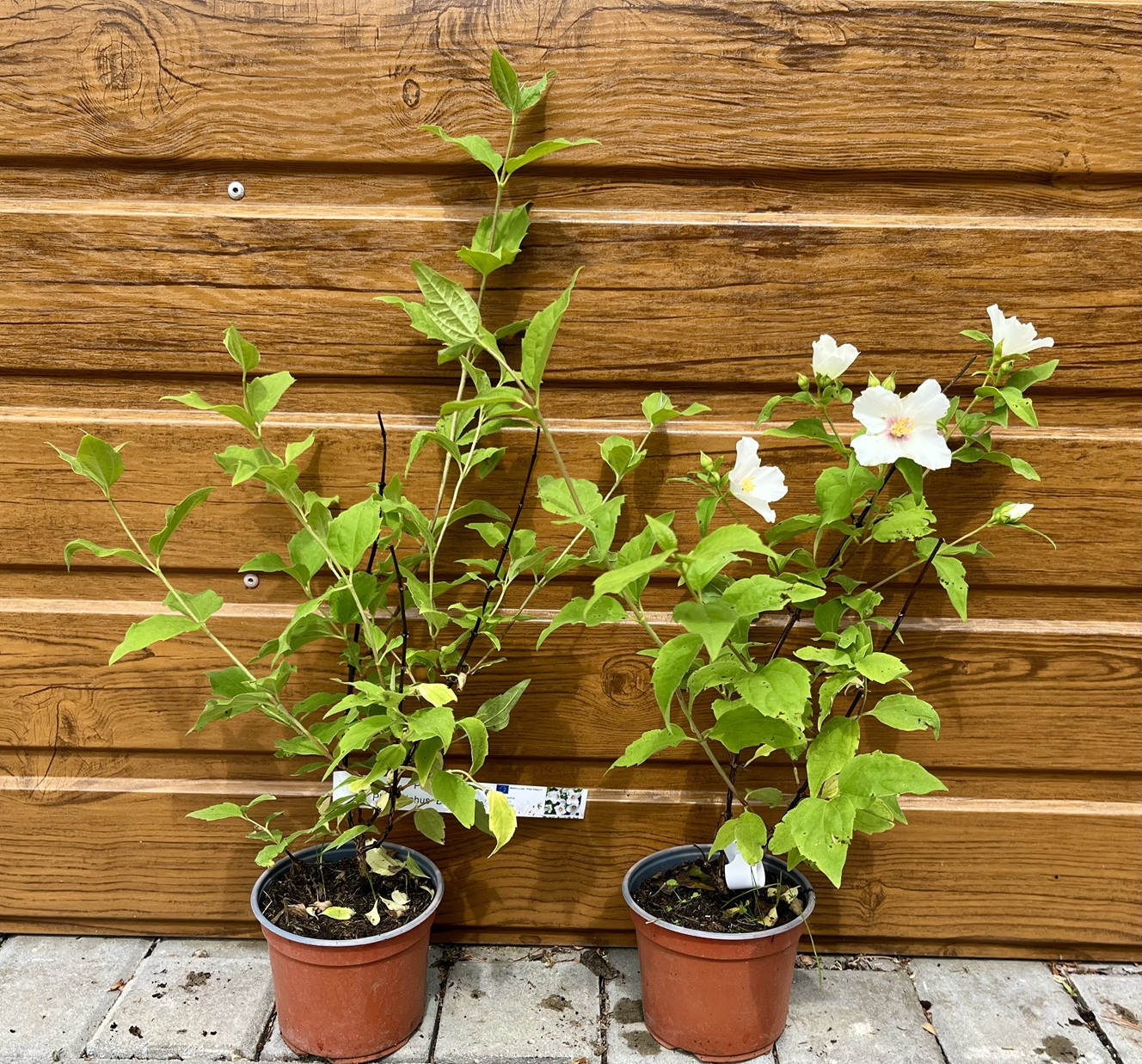 Pajazmín (Philadelphus ´Belle Etoile´) veľkosť 30-40cm – Obrázok 2