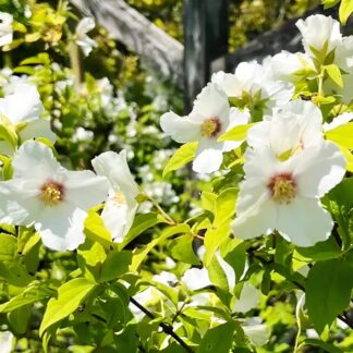 Pajazmín (Philadelphus ´Belle Etoile´) veľkosť 30-40cm