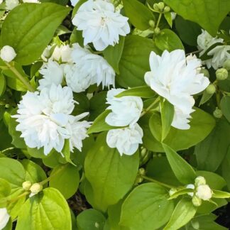 Pajazmín (Philadelphus ´Minnesota Snowflake´) veľkosť 40-60cm