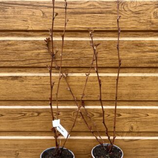 Tavoľa kalinolistá (Physocarpus opulifolius ´André´) veľkosť 50-70cm