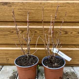 Tavoľa kalinolistá (Physocarpus opulifolius ´Chameleon´) veľkosť 20cm+