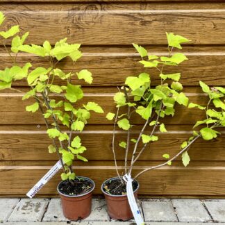 Tavoľa kalinolistá (Physocarpus opulifolius ´Luteus´) veľkosť 30cm+