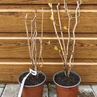 Tavoľa kalinolistá (Physocarpus opulifolius ´Luteus´) veľkosť 30cm+