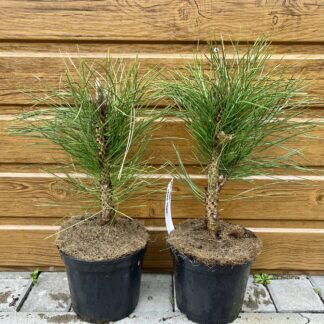 Borovica čierna (Pinus nigra ´Green tower´) veľkosť 25-35cm