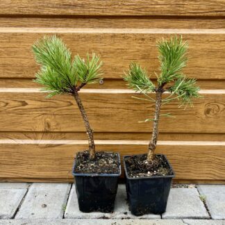 Borovica lesná (Pinus sylvestris ´Albyns´) veľkosť 20-30cm