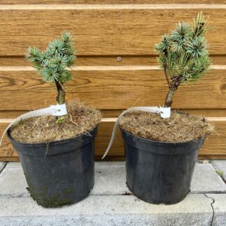 Duglaska tisolistá (Pseudotsuga menziesii ´Bílá Lhota´) veľkosť 15-20cm