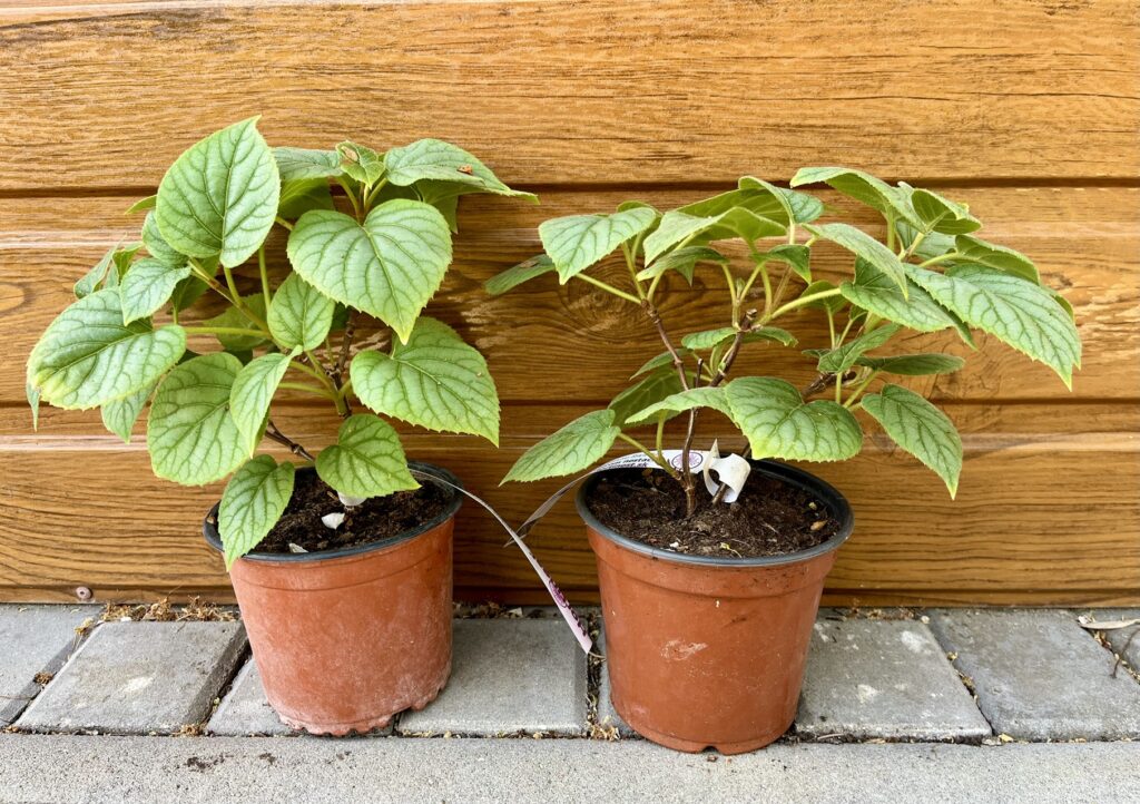 Hortenzia popínavá (Schizophragma hydrangeoides ´Moonlight´) veľkosť 20cm+