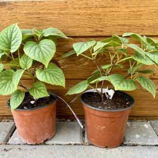 Hortenzia popínavá (Schizophragma hydrangeoides ´Moonlight´) veľkosť 20cm+