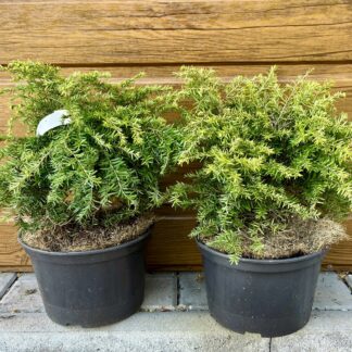 Jedľovec kanadský (Tsuga canadensis ´Jeddeloh´) veľkosť 20cm+