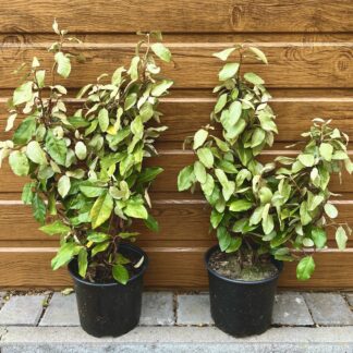 Hlošina Ebbingeova (Elaeagnus × ebbingei 'Compacta') veľkosť 30-50cm
