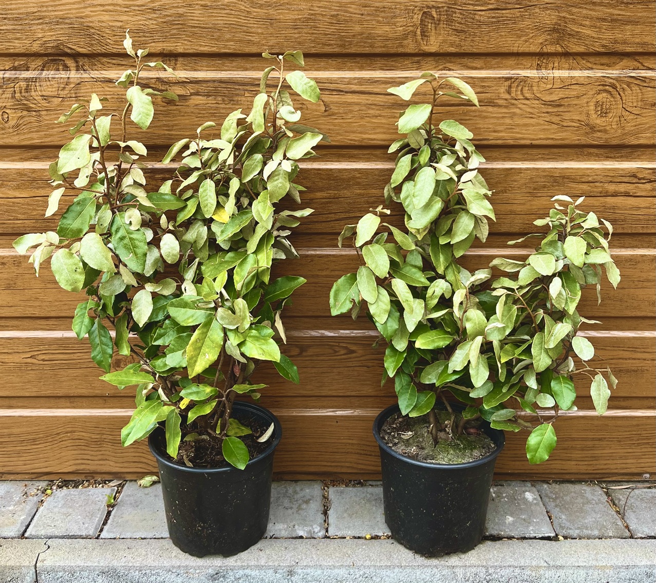 Hlošina Ebbingeova (Elaeagnus × ebbingei 'Compacta') veľkosť 30-50cm