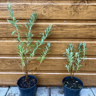 Rakytník rašetliakový (Hippophae rhamnoides ’Friesdorfer Orange’) veľkosť 20-40cm