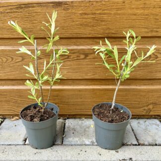 Rakytník rašetliakový (Hippophae rhamnoides ’Friesdorfer Orange’) veľkosť 20cm+
