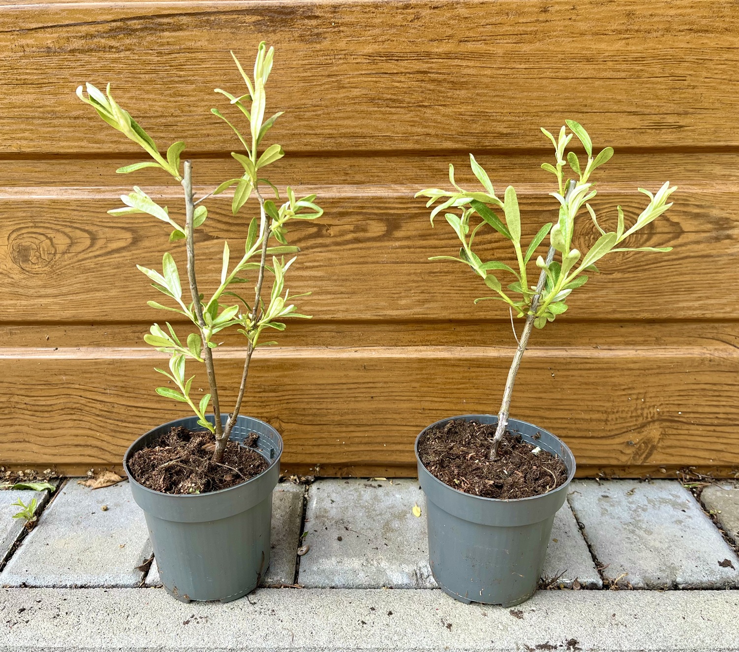 Rakytník rašetliakový (Hippophae rhamnoides ’Friesdorfer Orange’) veľkosť 20cm+