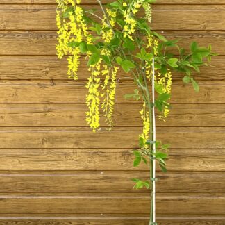 Štedrec (Laburnum x watererii ´Vossii´) veľkosť 145cm