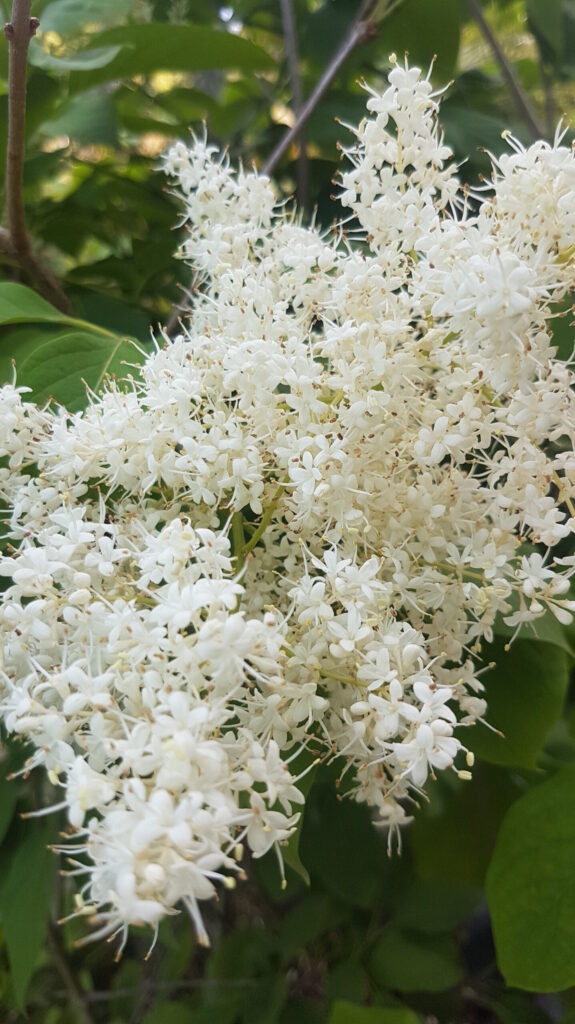 Orgován sieťkovaný (Syringa reticulata)