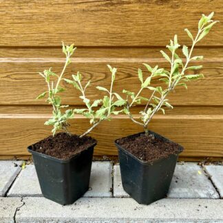 Perovskia (Perovskia atriplicifolia ´Little Spire´)