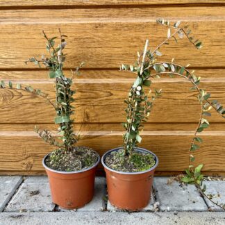 Brusnica veľkoplodá (Vaccinium macrocarpon ´Big Pearl´) veľkosť 20cm+