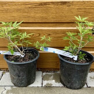 Vitex jahňací - liečivý (Vitex agnus castus ´Latifolia´) veľkosť 20cm+