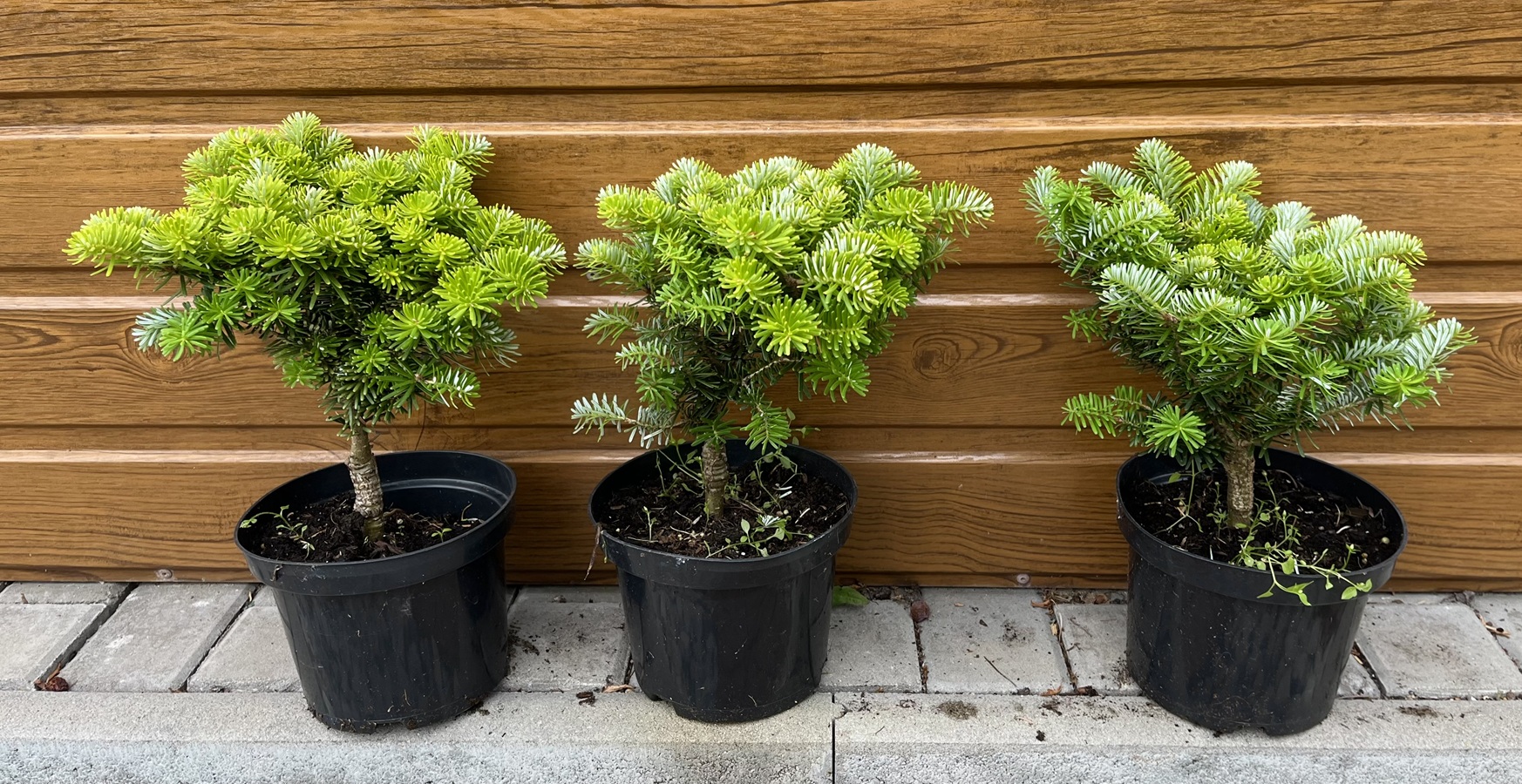 Jedľa korejská (Abies koreana ´Tundra´) veľkosť 20cm