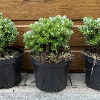 Jedľa korejská (Abies koreana ´Wellenseind´) veľkosť 15cm+