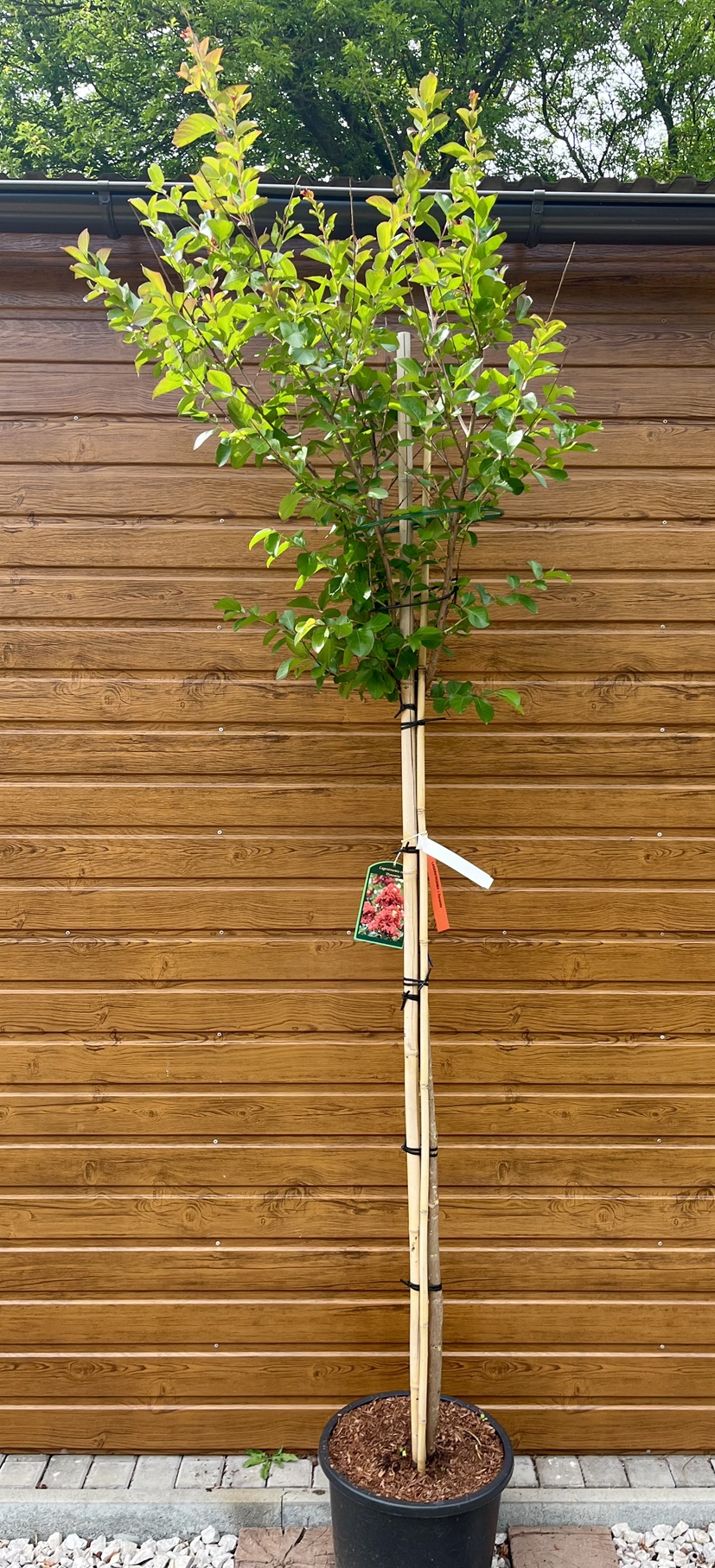 Myrta krepová (Lagerstroemia indica ´Dynamite´) na kmieniku 150cm
