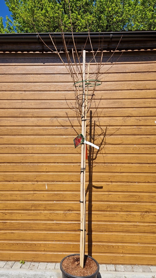 Myrta krepová (Lagerstroemia indica ´Dynamite´) na kmieniku 150cm – Obrázok 3