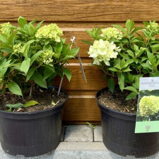 Hortenzia metlinatá (Hydrangea paniculata ´Mojito´) veľkosť 25cm+